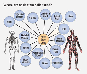 Find adult stem cells